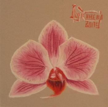Pink Orchid. Lukaneva Larissa