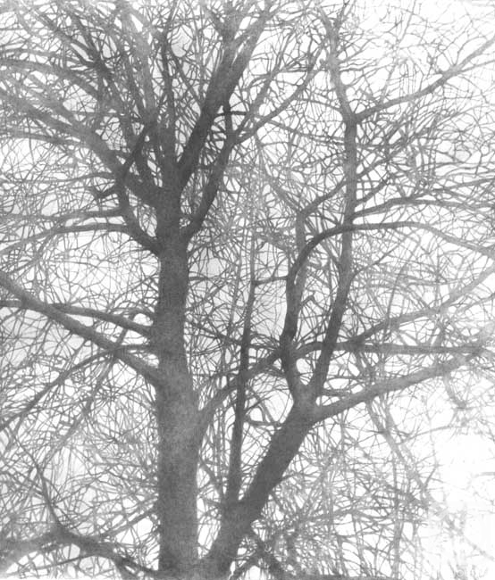 Chernov Denis. Branchy Tree