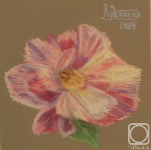 �������. �������� ������. Versicolor