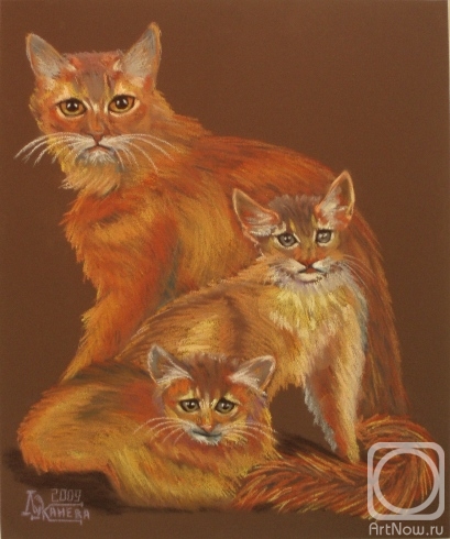 Lukaneva Larissa. Somali Cats