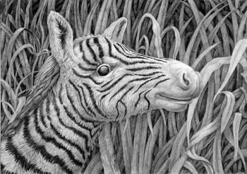 Zebra cub hides. Dementiev Alexandr