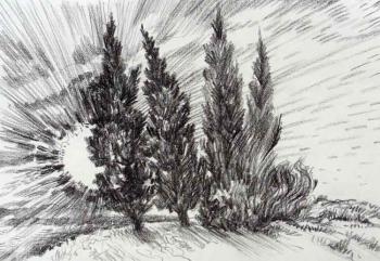 Cypresses. Petrov Valery