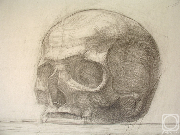 Yudaev-Racei Yuri. Skull (Cranium), detail