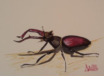 Stag-beetle. Lukaneva Larissa