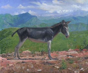 Mountain Donkey. Chernov Denis
