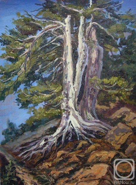 Lazarev Dmitry. Pine-tree