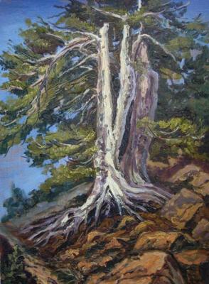 Pine-tree. Lazarev Dmitry