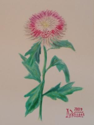 Pink-white Chrysanthemum. Lukaneva Larissa