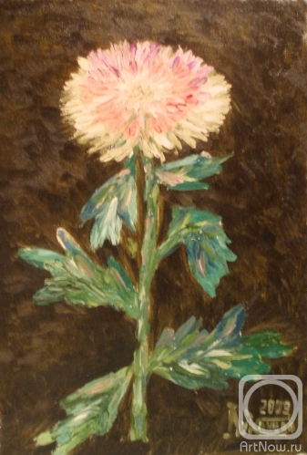 Lukaneva Larissa. Pink-white chrysanthemum