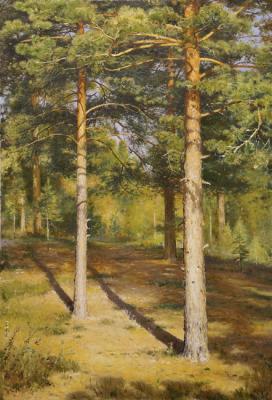 Pine trees illuminated by the sun