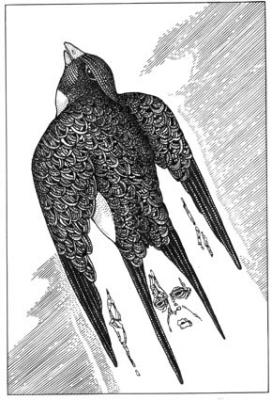 ������� ������ �� ��� � �����