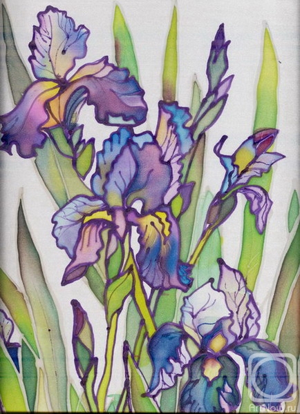 Ripa Elena. Irises on white