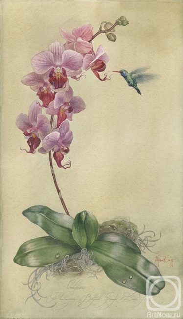 Pugachev Pavel. Orchidaceae. Phalaenopsis Bedford