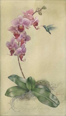 Orchidaceae. Phalaenopsis Bedford.  