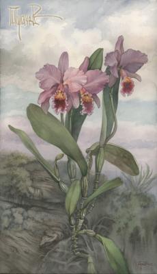 Orchidaceae Cattleya.  