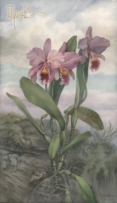 Orchidaceae Cattleya (�������������). ������� �����