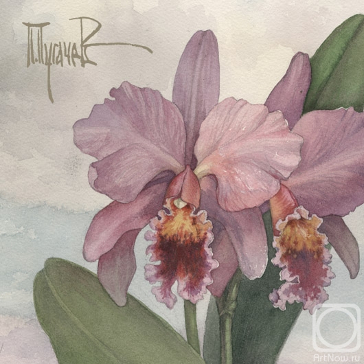 �������. ������� �����. Orchidaceae Cattleya (��������)