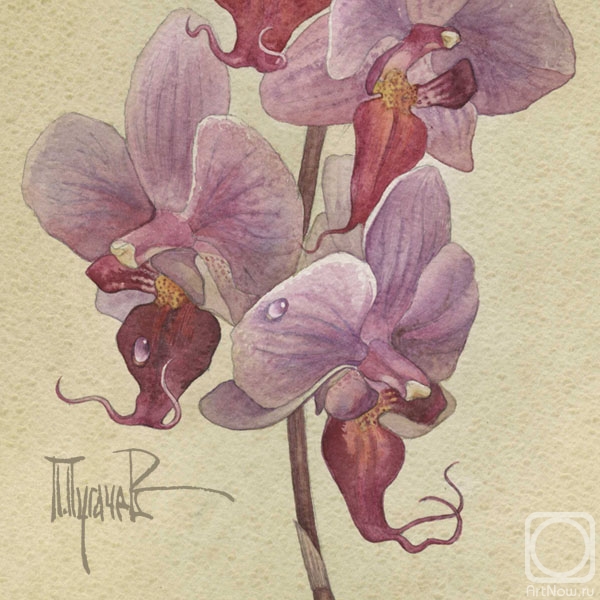 Pugachev Pavel. Orchidaceae. Phalaenopsis Bedford (fragment)