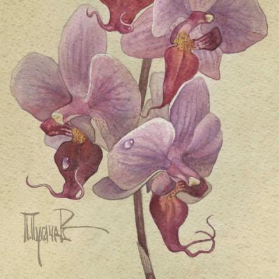 Orchidaceae. Phalaenopsis Bedford (fragment). Pugachev Pavel