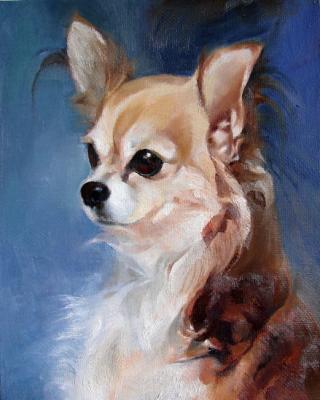 Chihuahua. Toy dog. Voronova Oksana