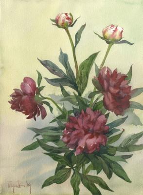 Peonies