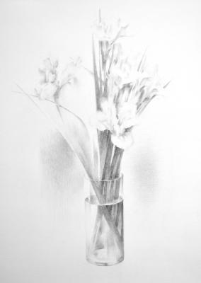Irises. Sketch. Fayvisovich Aleksandr
