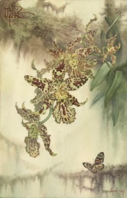 Orchidaceae Odontoglossum Golden Triden. Pugachev Pavel