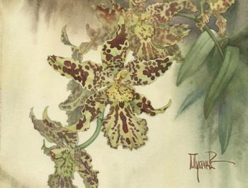 Orchidaceae Odontoglossum Golden Triden (Fragment). Pugachev Pavel