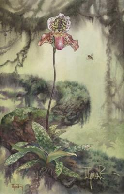 Orchidaceae Paphiopedilum "Magnetic North". Pugachev Pavel