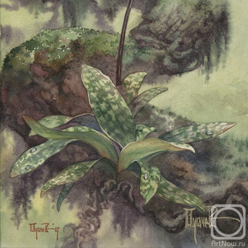 �������. ������� �����. ������� ������������ "������������� �����" (�������� 2)