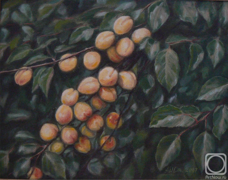 Stebleva Alla. Branch with apricots