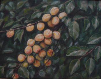 Branch with apricots. Stebleva Alla