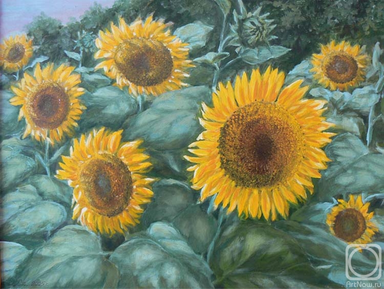 Stebleva Alla. Sunflowers