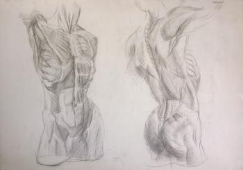 Male torso. Muscle structure