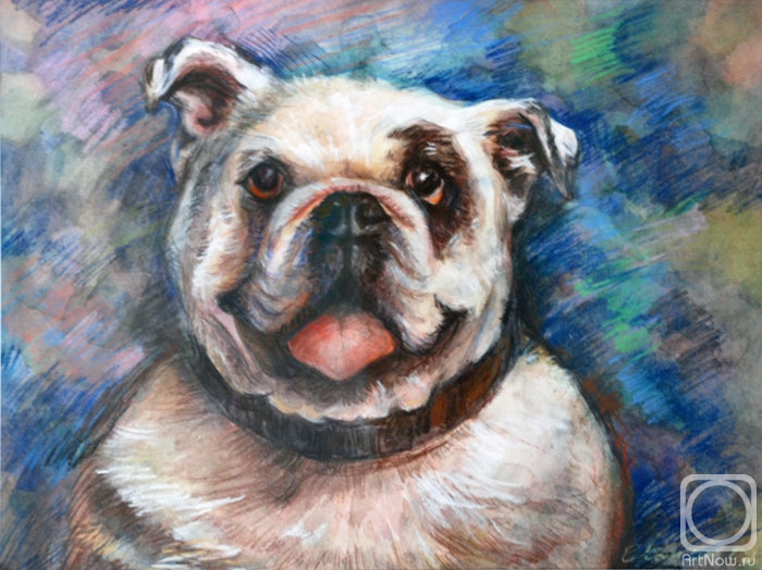 Komzolov Evgeniy. English bulldog