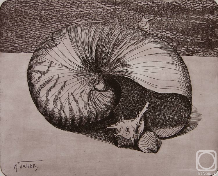 Panov Igor. Cockleshells