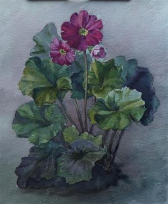 Primrose, red flower. Shturkina Gabriella