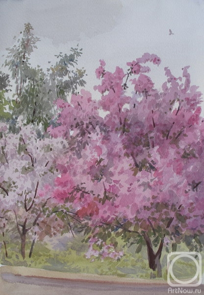 Kiryanova Victoria. Flowering apple trees
