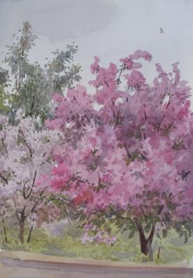 Flowering apple trees