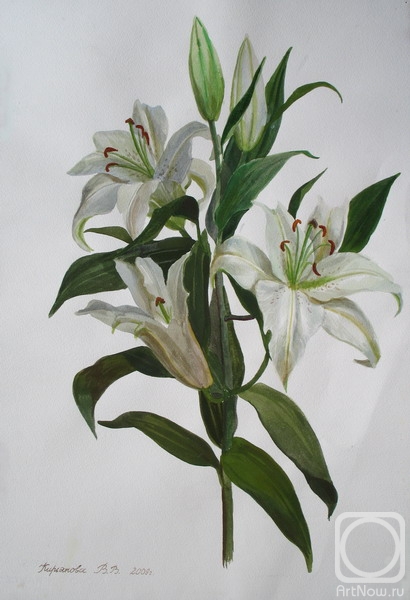 Kiryanova Victoria. White lily branch