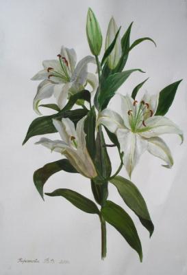 White lily branch. Kiryanova Victoria