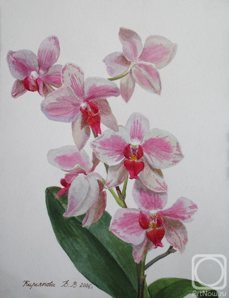 Kiryanova Victoria. Orchid branch