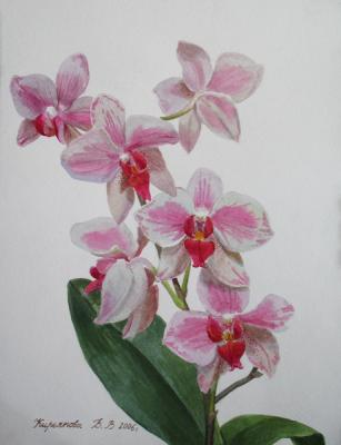 Orchid branch. Kiryanova Victoria