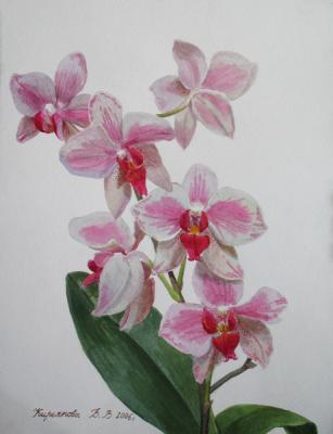 Orchid branch