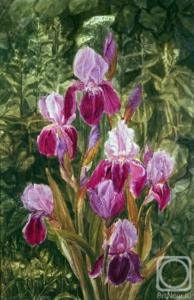 Kiryanova Victoria. Irises