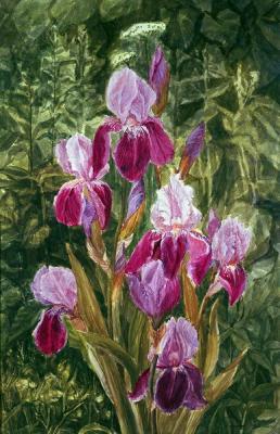 Kiryanova Victoria Vladimirovna. Irises