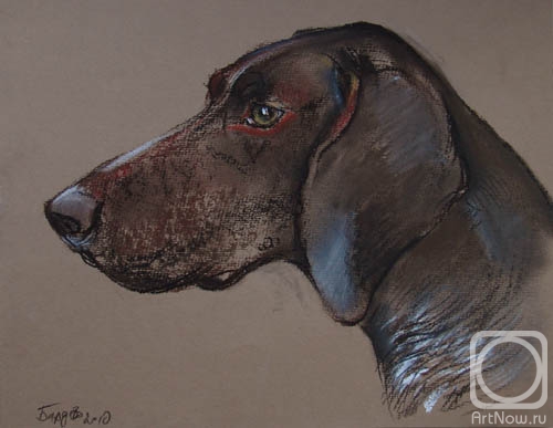 Voronova Oksana. Kurtshaar Bard