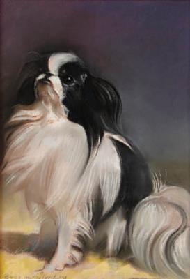 Japanese chin named Torik