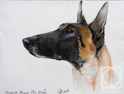 Voronova Oksana. Belgian Shepherd Dog