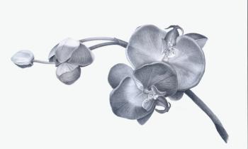 Orchid twigs ( ). Rustamian Julia